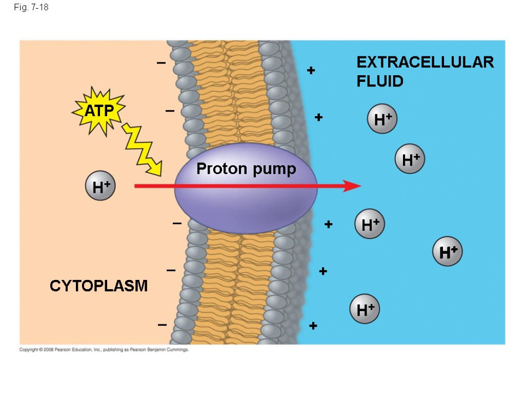 Fig. 7-18 EXTRACELLULAR FLUID H+ H+ H+ H+ Proton pump + + + H+